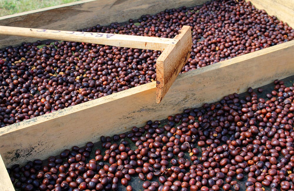 Specialty coffee from Finca Dayana in Honduras 2020 harvest