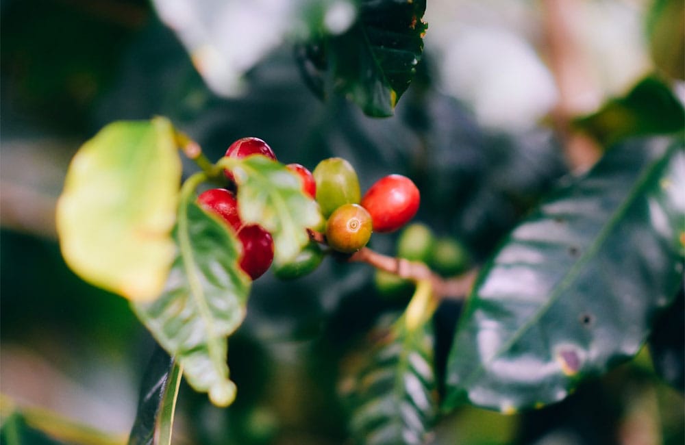 Bayas de café madurando en la planta