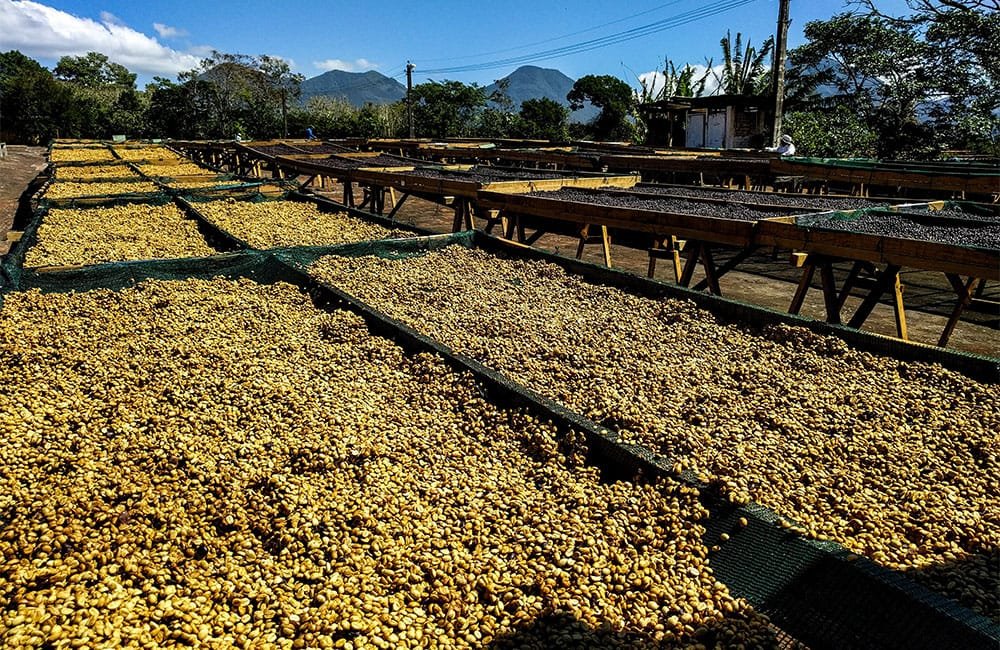FES anaerobic 48-120 hours El Salvador. Harvest 2020. Family farm located in the north face of Cerro El Aguila in the Ahuachapán