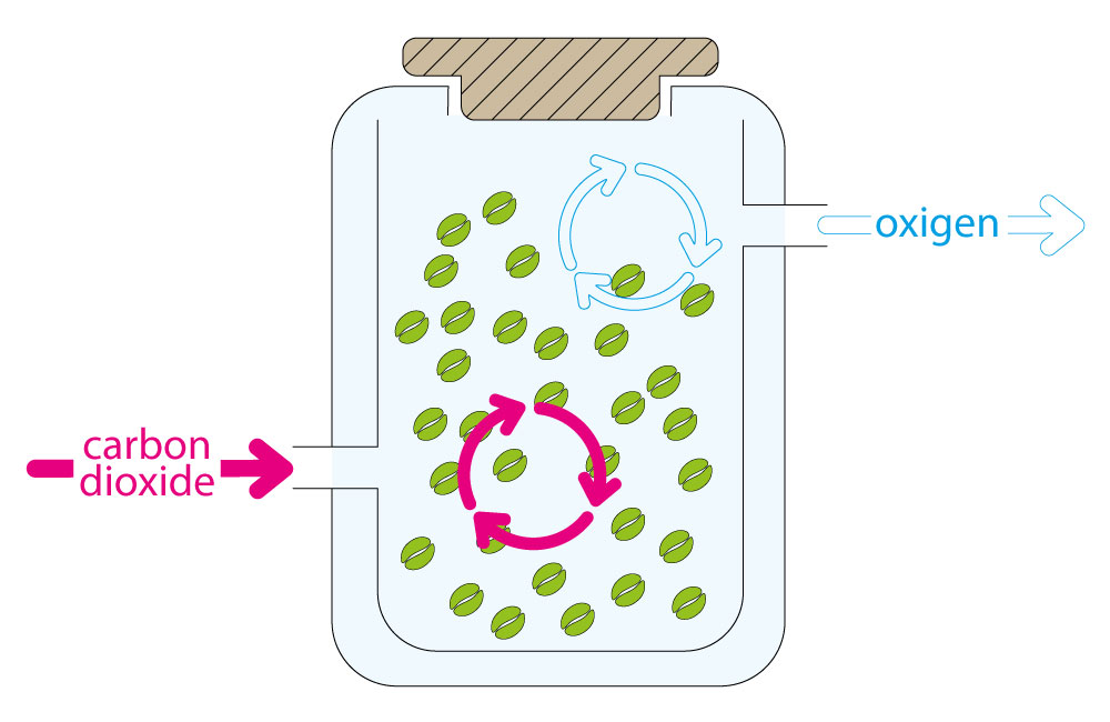 Anaerobic coffee fermentation