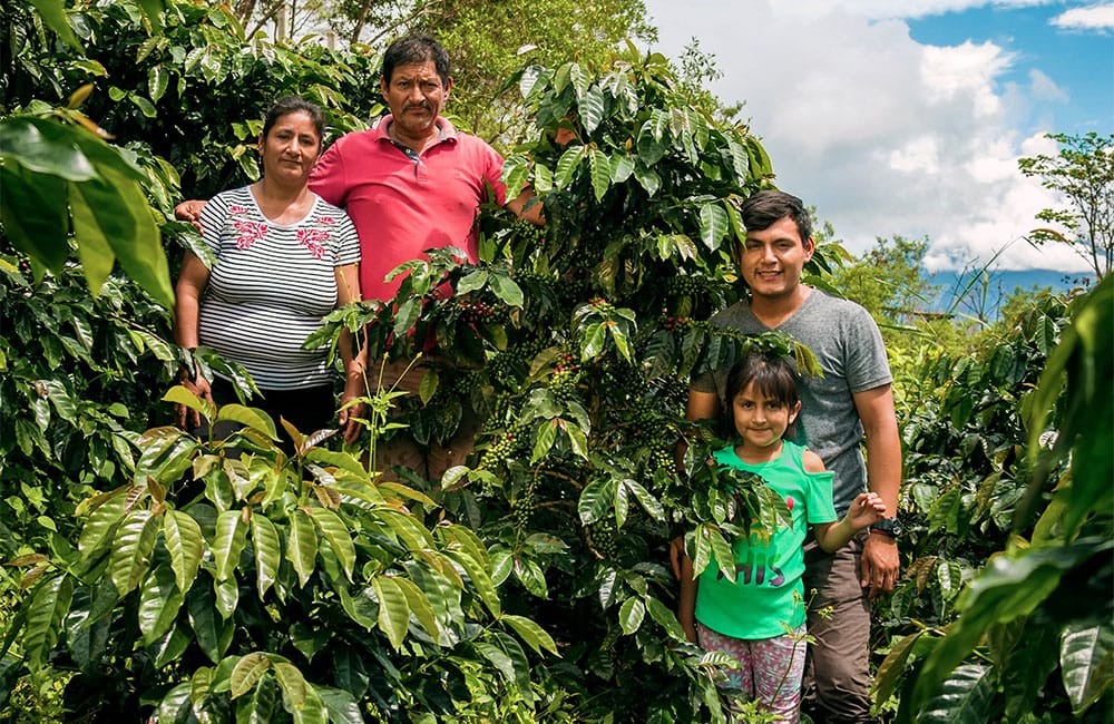 Café de especialidad de Perú producido por mujeres