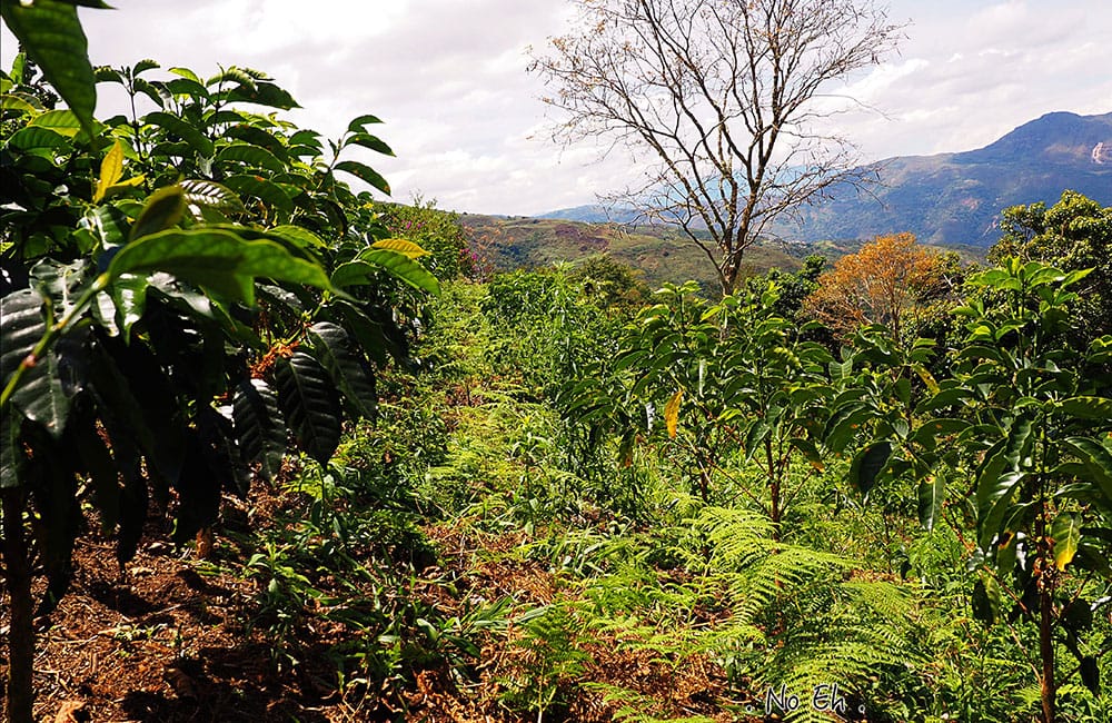 Café Especialidad Perú La selva en grano