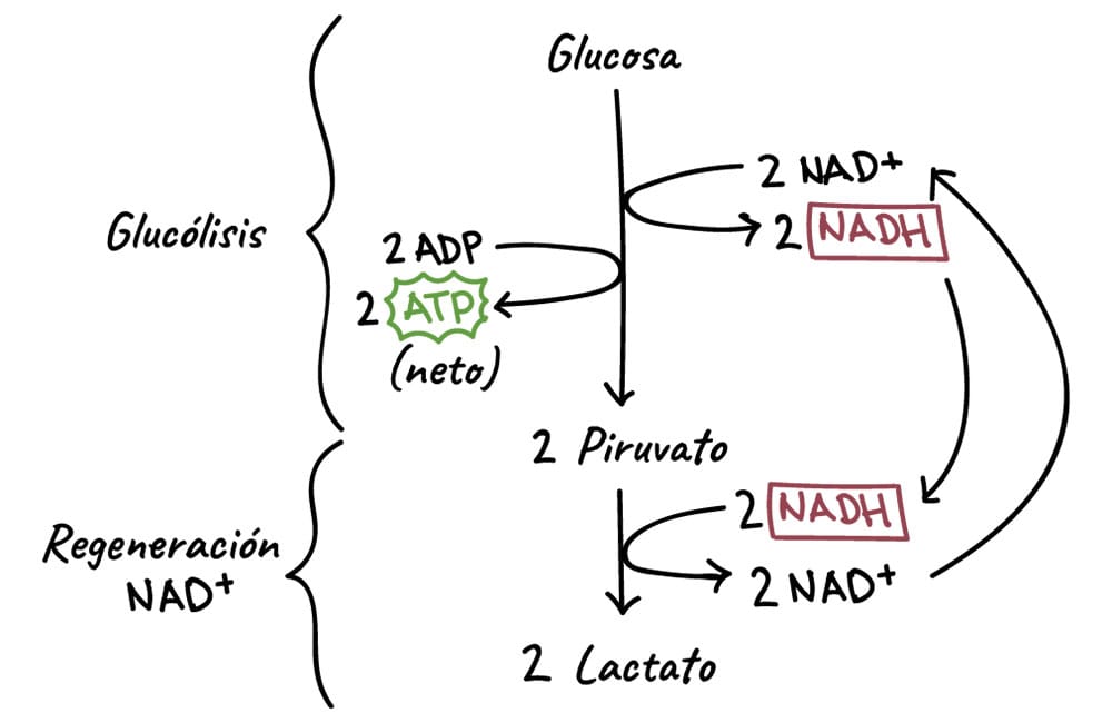 Fermentación anaeróbica del cafe