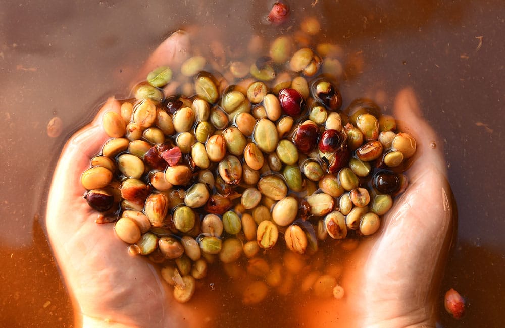 Café Especialidad descafeinado lavado al agua en grano