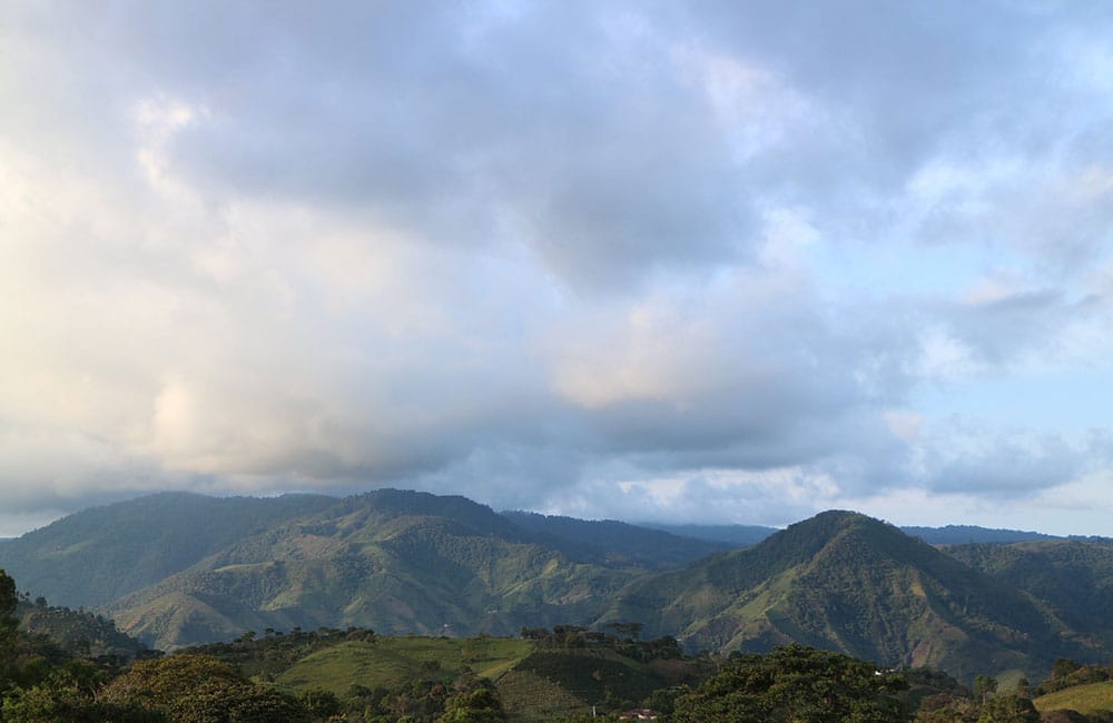 Pink bourbon sweet and complex from Las Delicias farm in Colombia