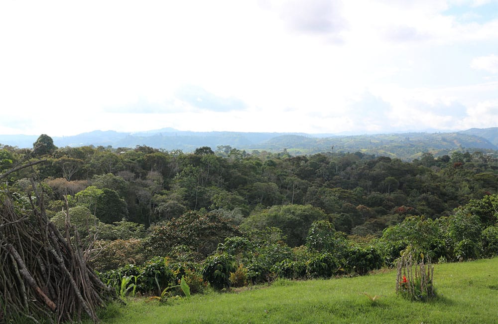 Pink bourbon sweet and complex from Las Delicias farm in Colombia