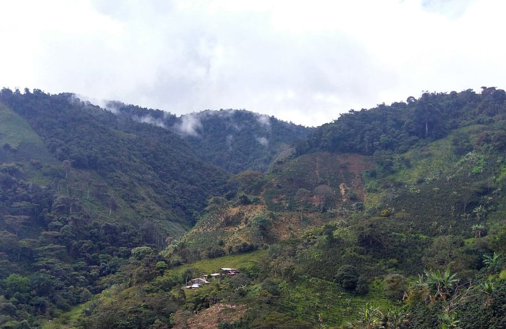 Pink Bourbon extremadamente dulce de la finca Las Delicias en Colombia