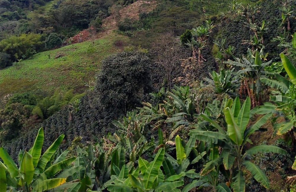 Pink Bourbon extremadamente dulce de la finca Las Delicias en Colombia