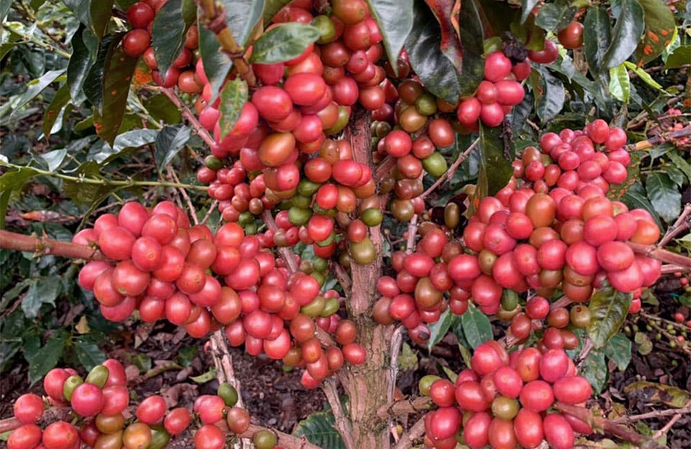 Pink Bourbon extremadamente dulce de la finca Las Delicias en Colombia