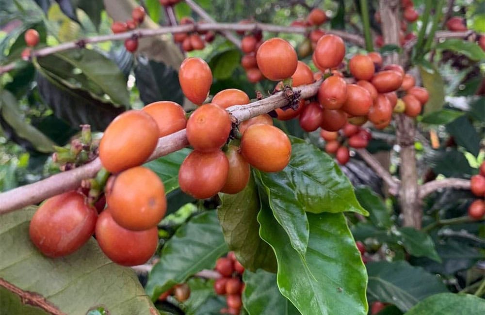 Pink bourbon sweet and complex from Las Delicias farm in Colombia