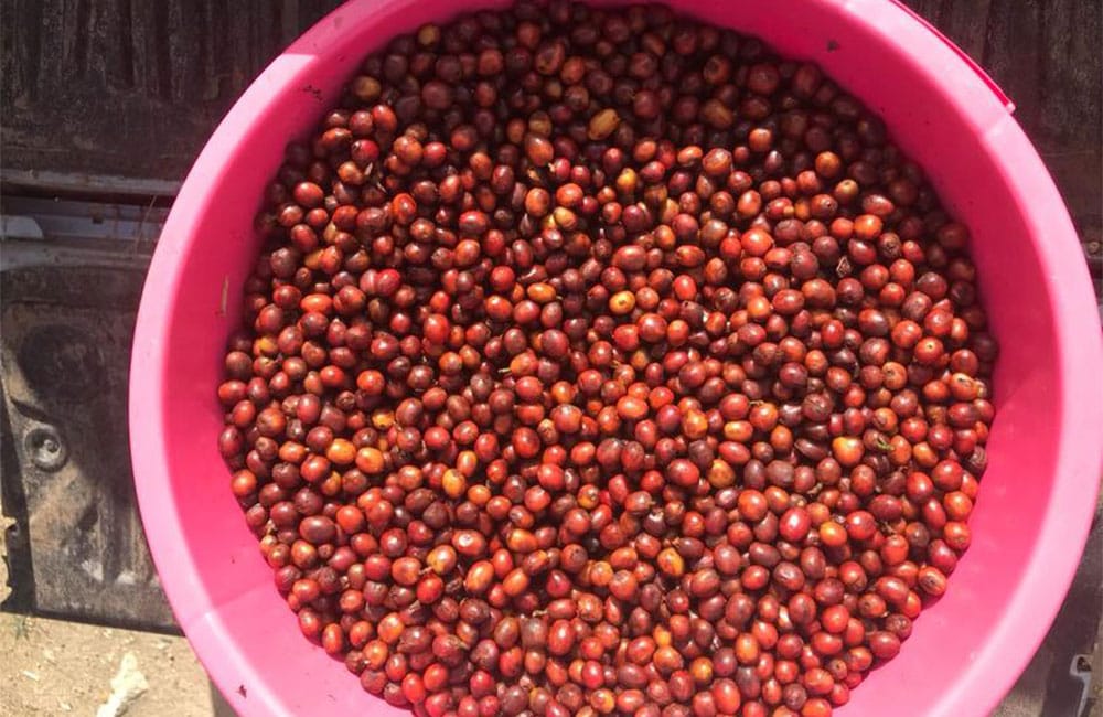 Pink Bourbon extremadamente dulce de la finca Las Delicias en Colombia