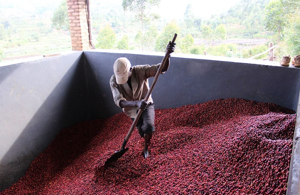 Exceptional anaerobic washed coffee from Nemba in Burundi