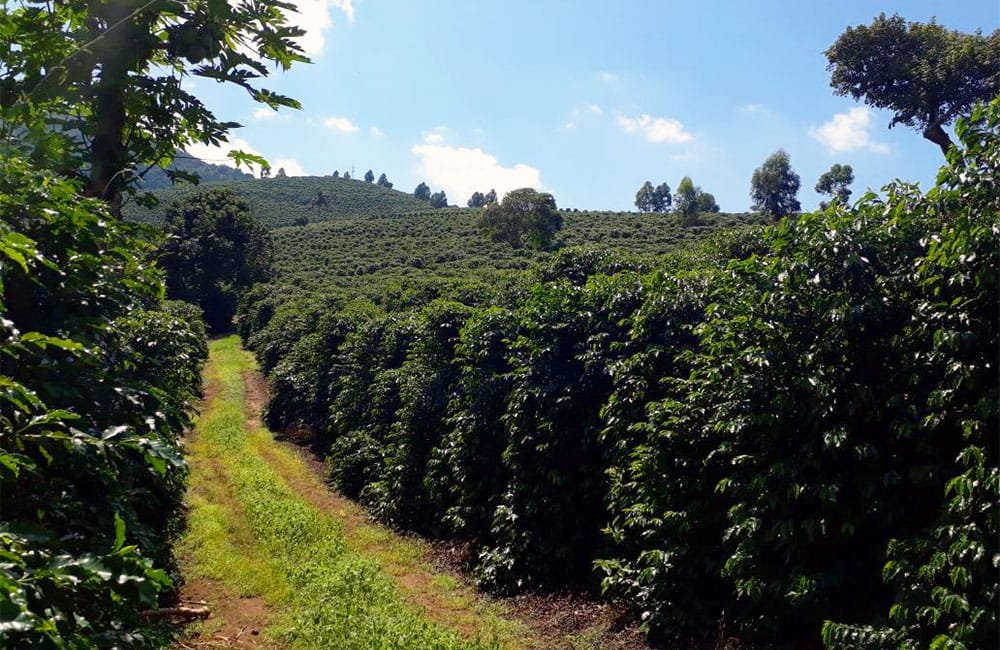 Red Bourbon specialty coffee from Pe de Cedro farm in Brazil