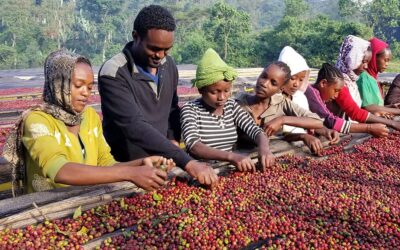 High altitude coffee from the Reko smallholders