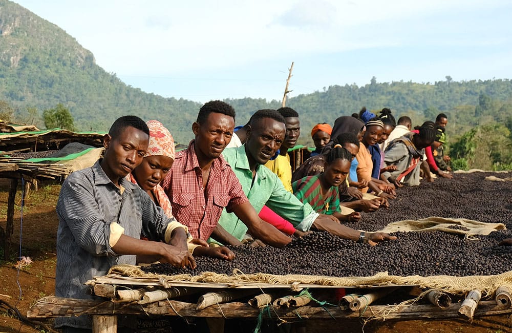 Daanisa Is a Tree and a Specialty Coffee