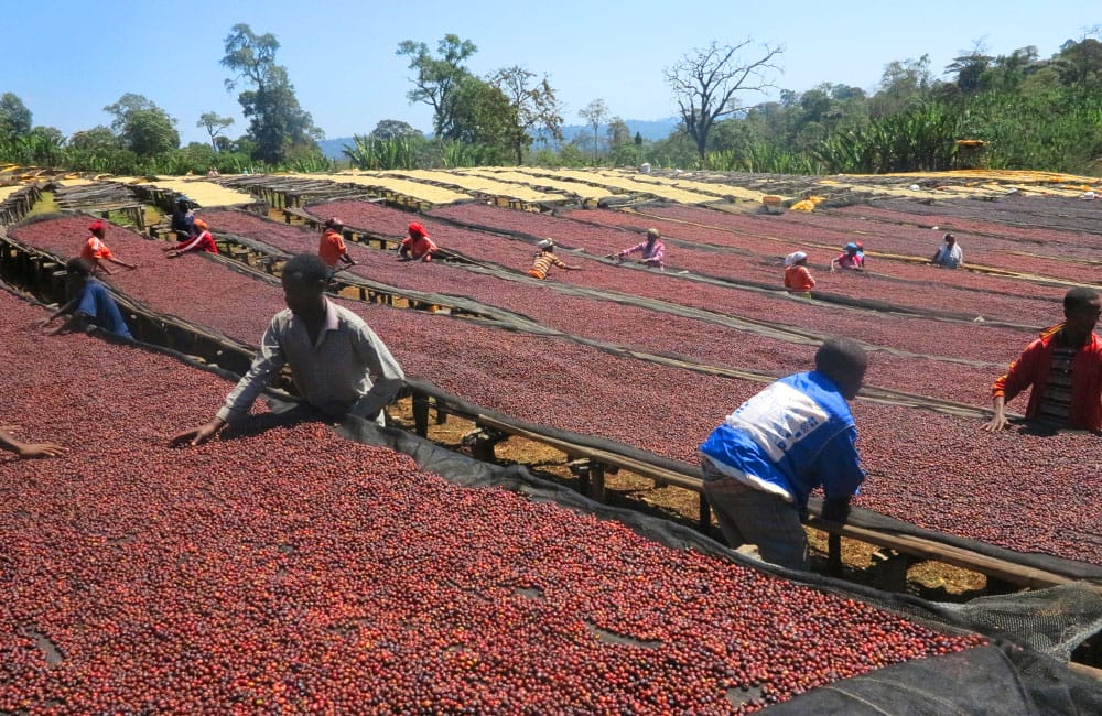 Daanisa Is a Tree and a Specialty Coffee