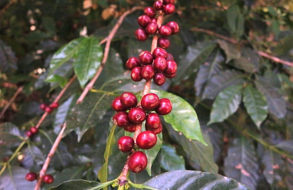 Daanisa es un árbol y un café de especialidad