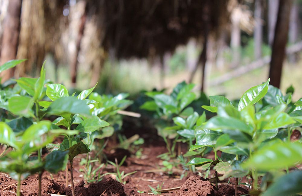 Café Idido cultivo a pequeña escala y sostenible