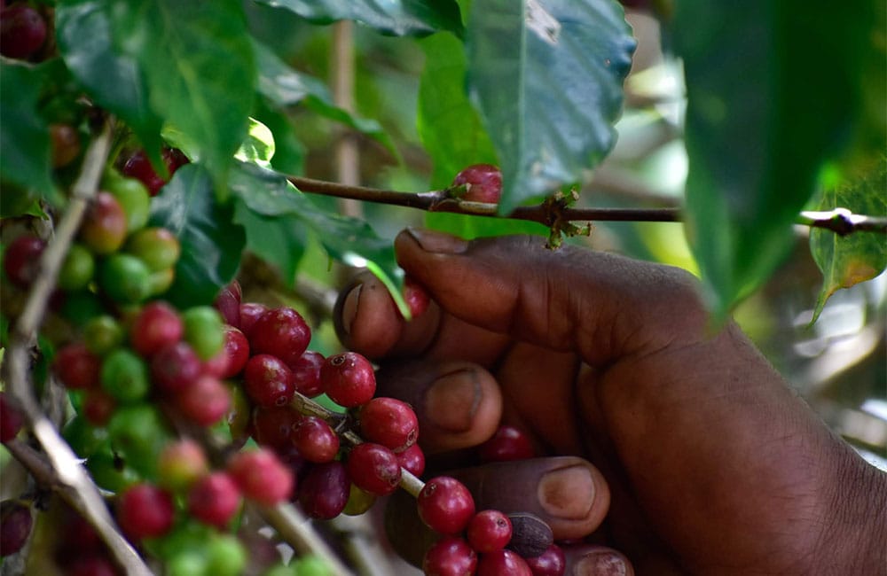 Café Idido cultivo a pequeña escala y sostenible