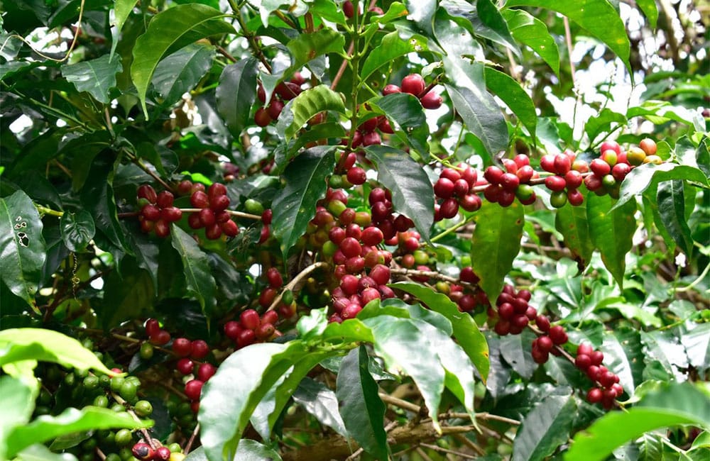 Café Idido cultivo a pequeña escala y sostenible