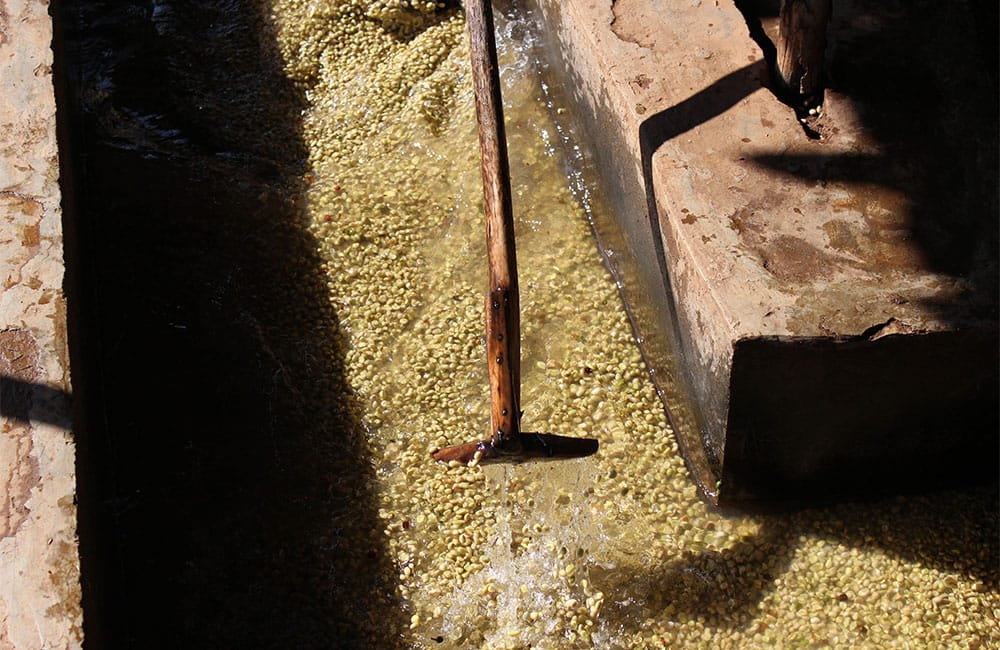 Café Idido cultivado y procesado de forma tradicional