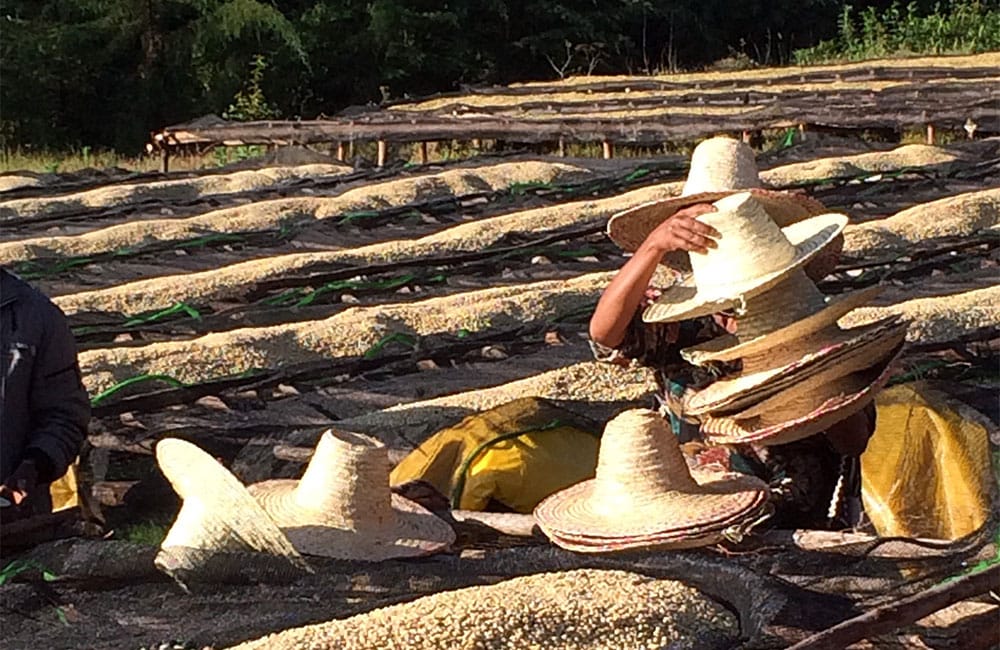 Idido Coffee. Cultivation and process in a traditional way