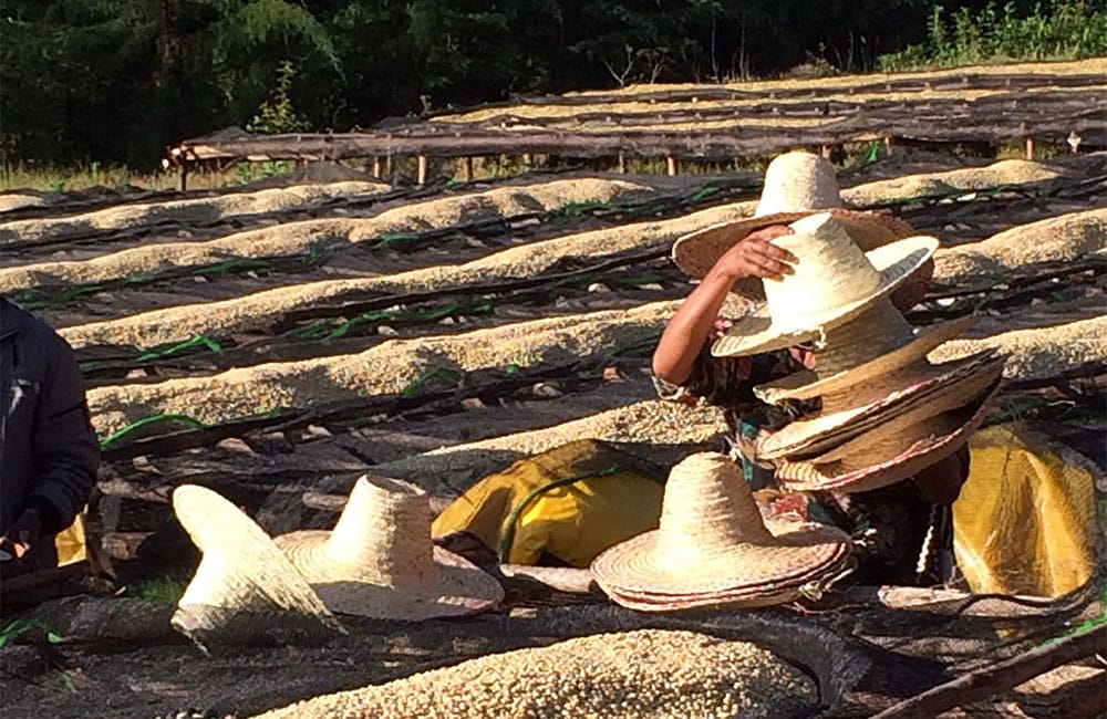 Café Idido cultivado y procesado de forma tradicional