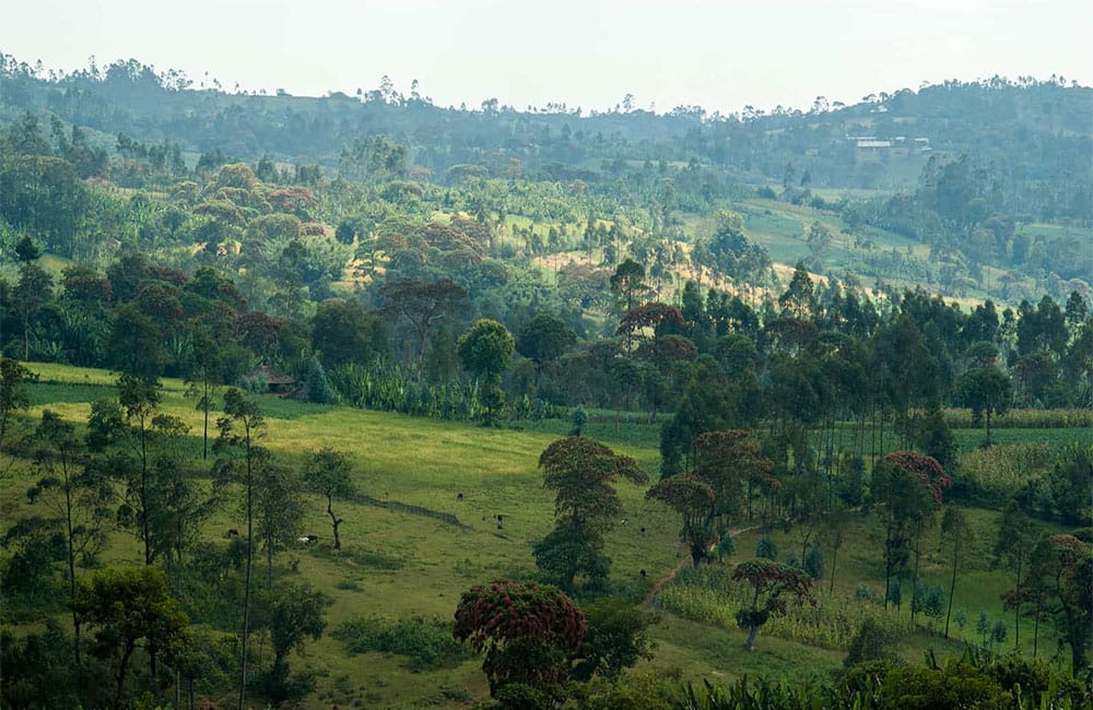 Café Idido de la región de Yirgacheffe