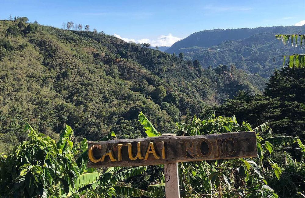 Red Catuaí de la reconocida finca Santa Rosa 1900