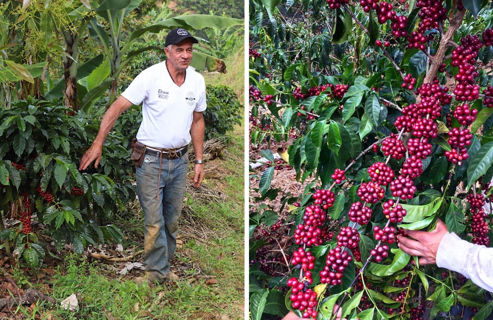 Red Catuaí de la reconocida finca Santa Rosa 1900