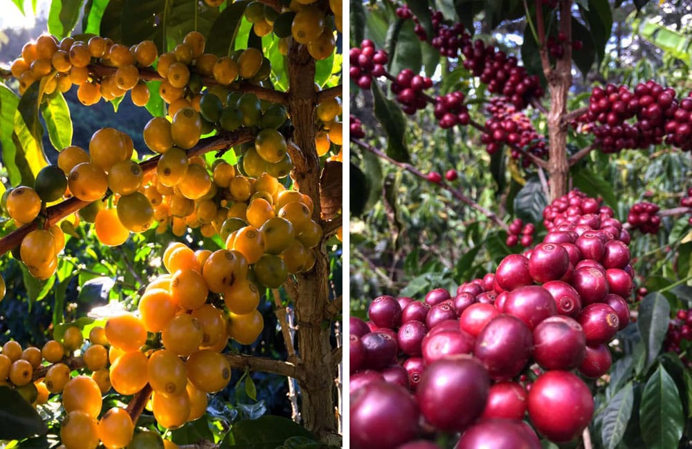 Red Catuaí de la reconocida finca Santa Rosa 1900