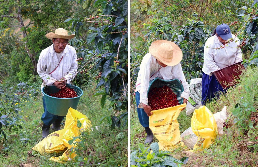 Red Catuaí de la reconocida finca Santa Rosa 1900