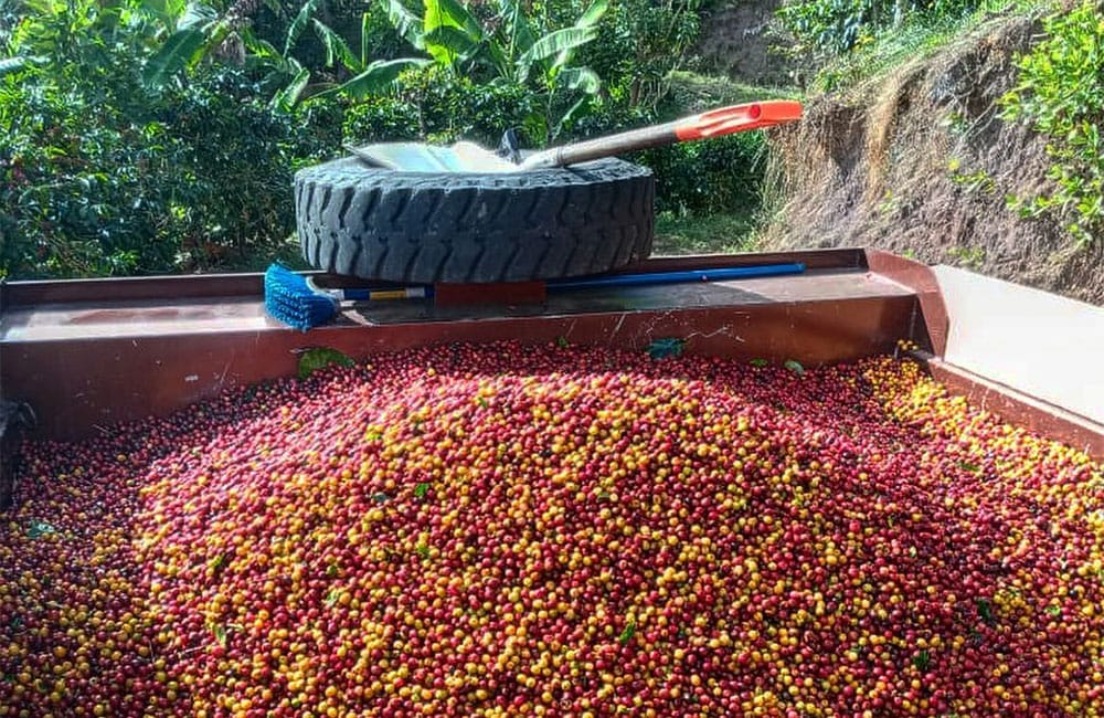 Red Catuai from renowned farm Santa Rosa 1900