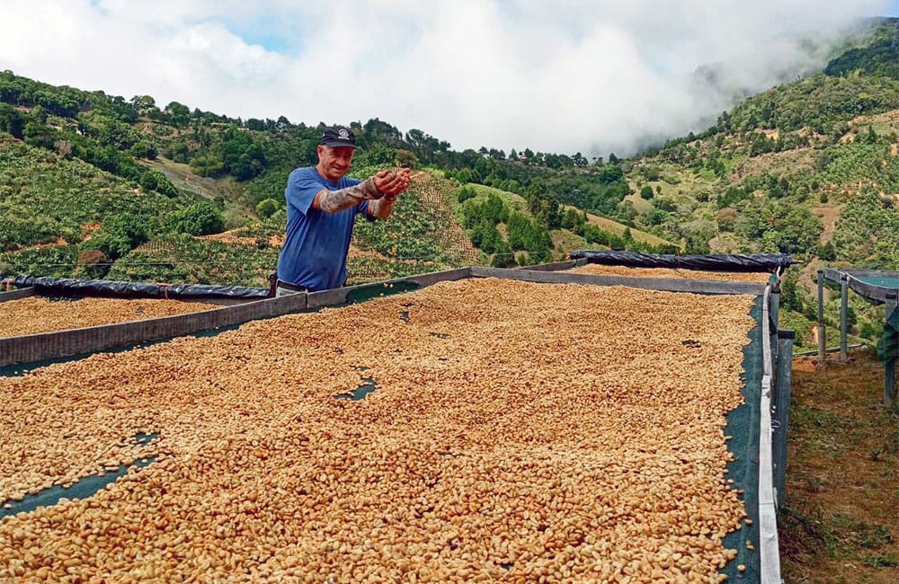 Red Catuaí de la reconocida finca Santa Rosa 1900