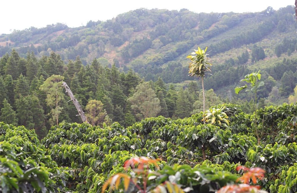 El café de El Perezoso de Costa Rica cosecha 2021