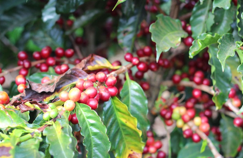 El café de El Perezoso de Costa Rica cosecha 2021