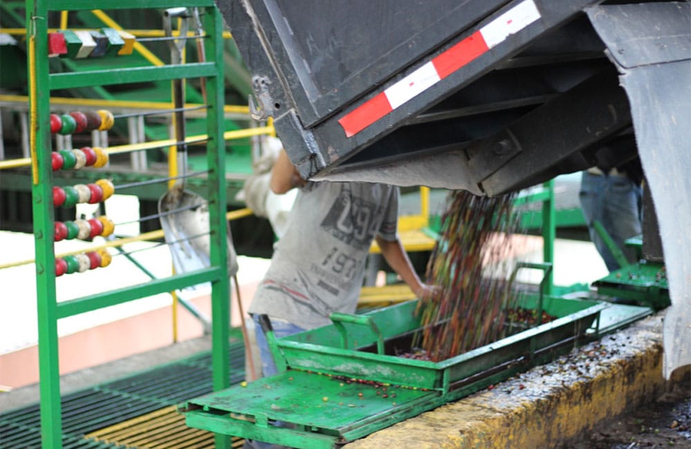 El café de El Perezoso de Costa Rica cosecha 2021