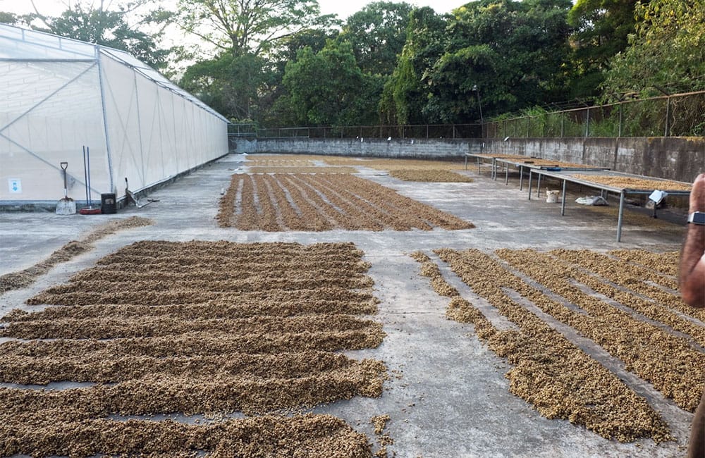 El café de El Perezoso de Costa Rica cosecha 2021