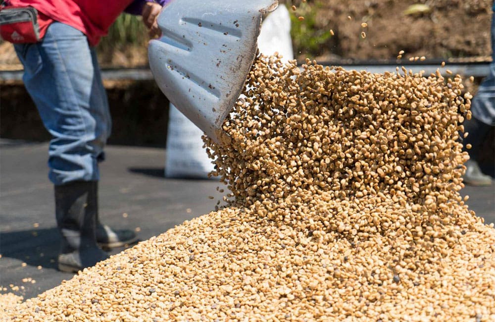 El café de El Perezoso de Costa Rica cosecha 2021