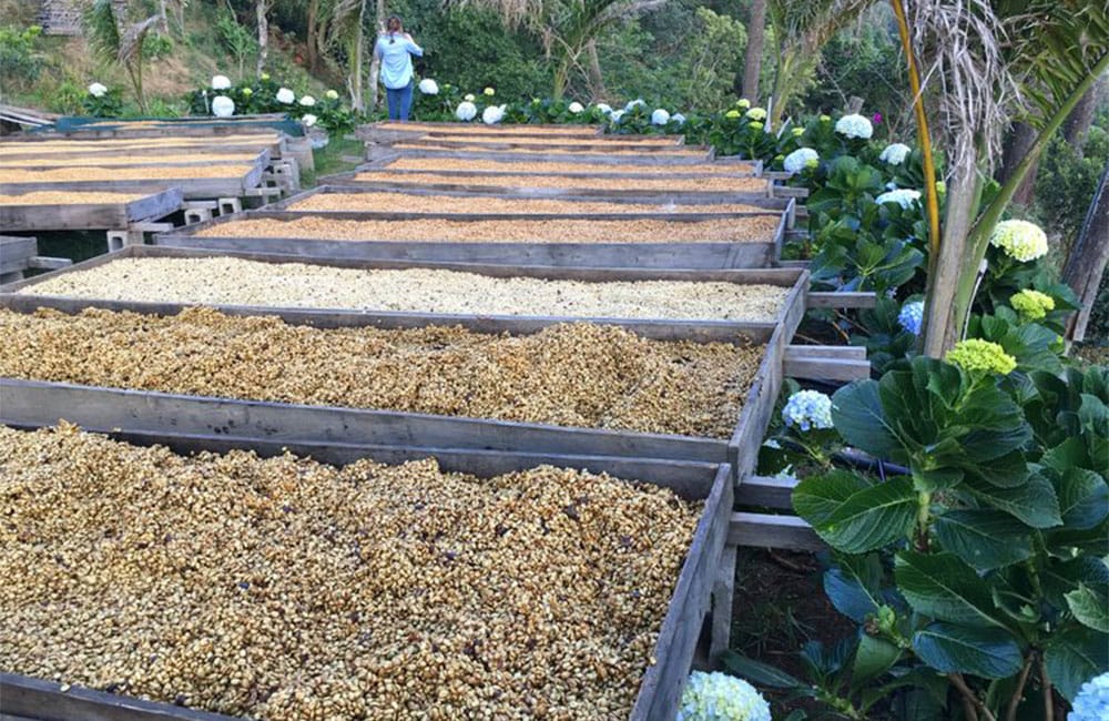 El café de El Perezoso de Costa Rica cosecha 2021