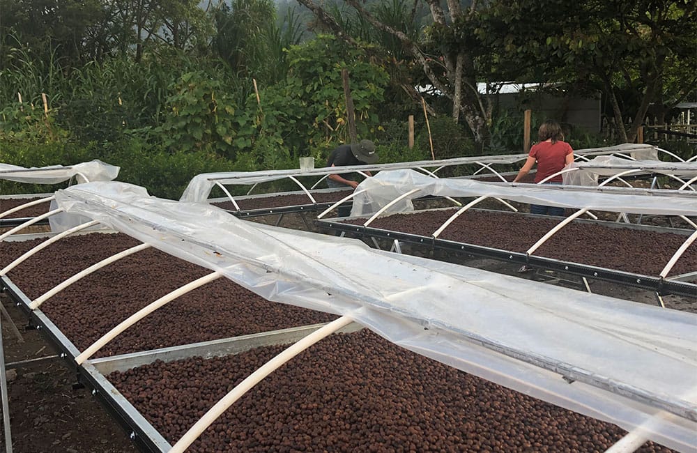 Iván Solís Costa Rica Harvest 2021 from the Tarrazú region