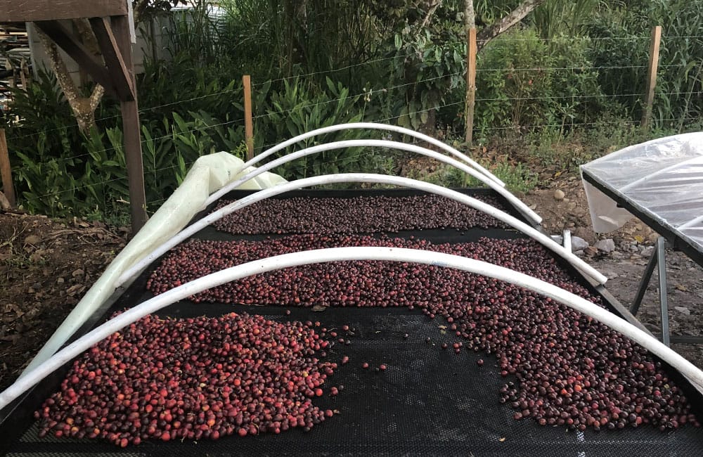 Iván Solís Costa Rica Harvest 2021 from the Tarrazú region