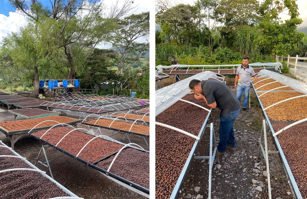 Iván Solís Costa Rica Harvest 2021 from the Tarrazú region