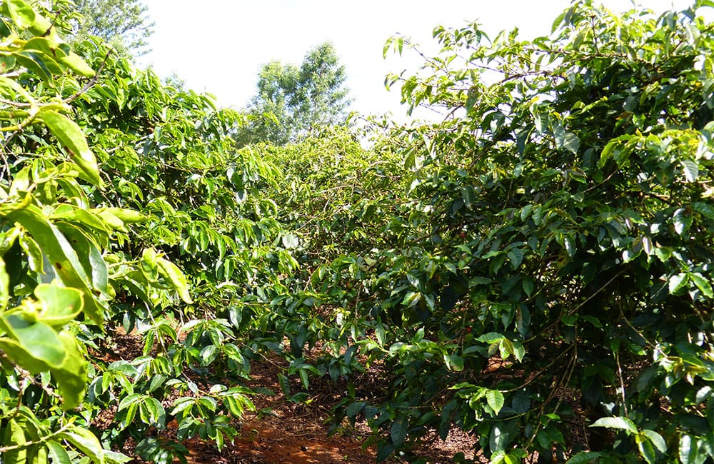 Kangurumai a volcanic coffee from Muranga at 1,600m from smallholders in the foothills of the Aberdare mountain range south of Nyeri, Kenya.