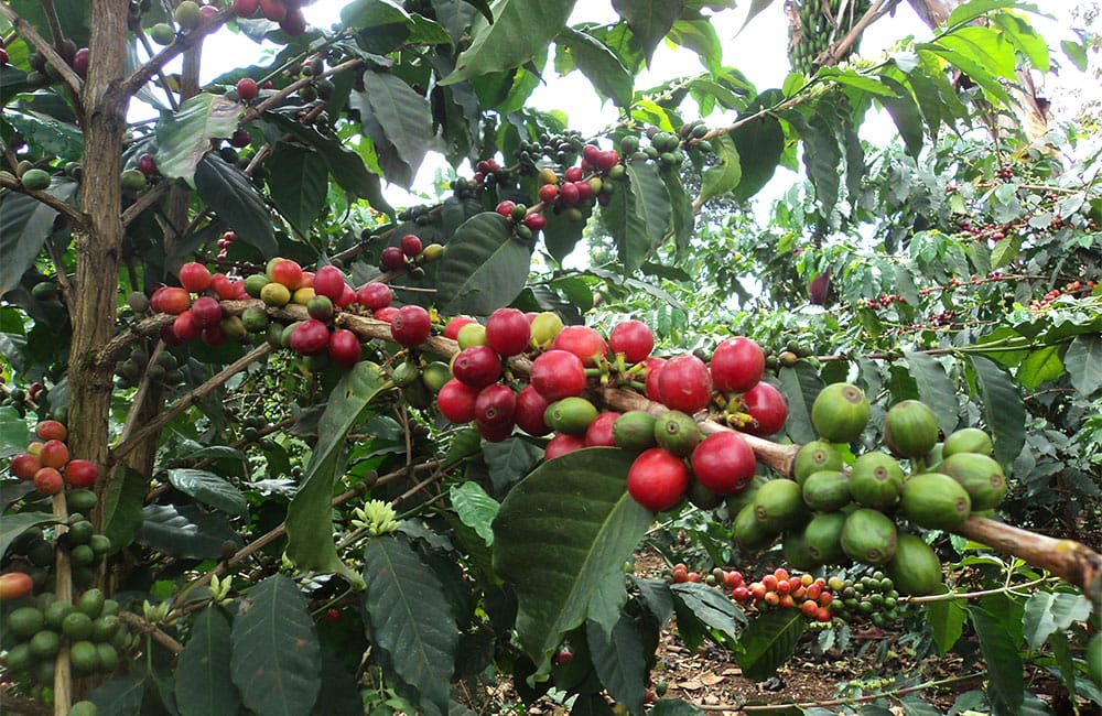 Kangurumai un café de terreno volcánico en Muranga a 1.600m. de pequeños productores al pie de la cordillera Aberdare al sur de Nyeri, en Kenia.