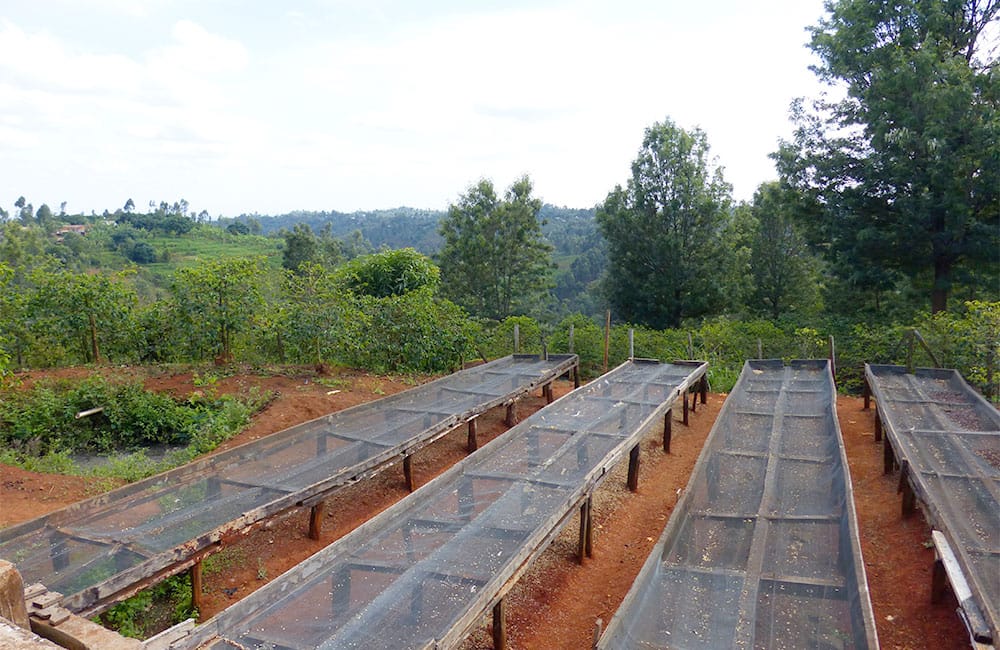 Kangurumai un café de terreno volcánico en Muranga a 1.600m. de pequeños productores al pie de la cordillera Aberdare al sur de Nyeri, en Kenia.