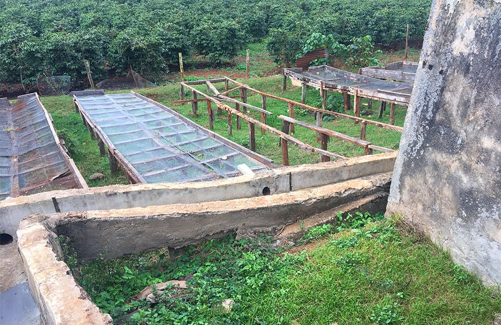 Kangurumai un café de terreno volcánico en Muranga a 1.600m. de pequeños productores al pie de la cordillera Aberdare al sur de Nyeri, en Kenia.