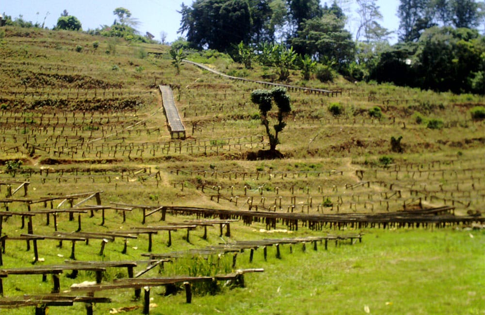 Kangurumai un café de terreno volcánico en Muranga a 1.600m. de pequeños productores al pie de la cordillera Aberdare al sur de Nyeri, en Kenia.