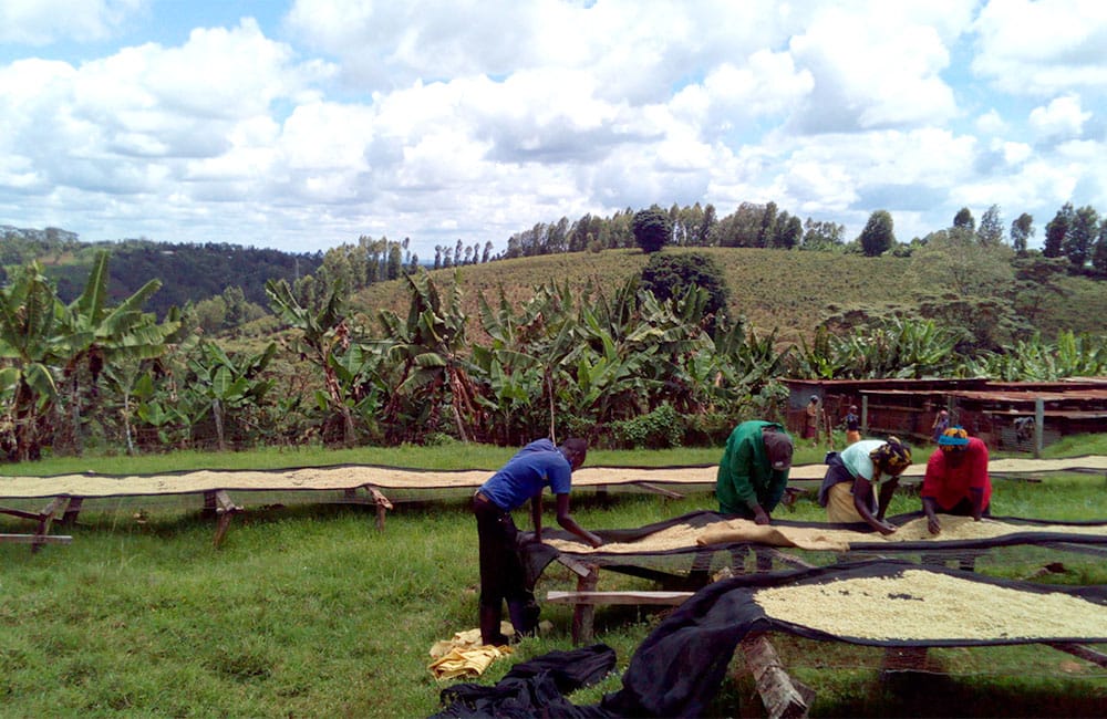 Kangurumai un café de terreno volcánico en Muranga a 1.600m. de pequeños productores al pie de la cordillera Aberdare al sur de Nyeri, en Kenia.