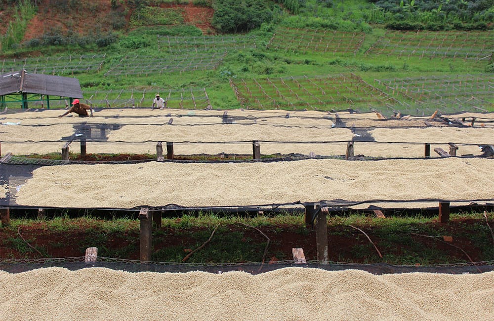 Kangurumai un café de terreno volcánico en Muranga a 1.600m. de pequeños productores al pie de la cordillera Aberdare al sur de Nyeri, en Kenia.